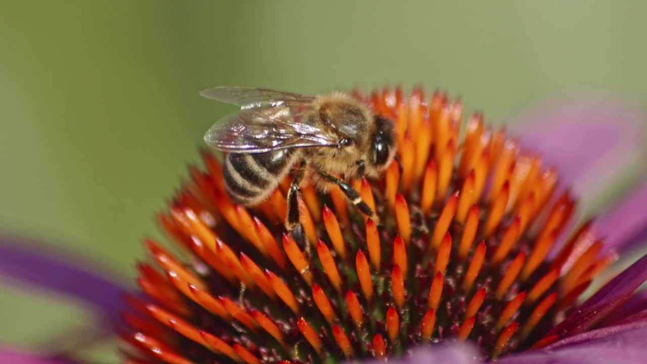 macro de una abeja melífera recolectando néctar en una coneflower naranja a la luz del sol durante el día