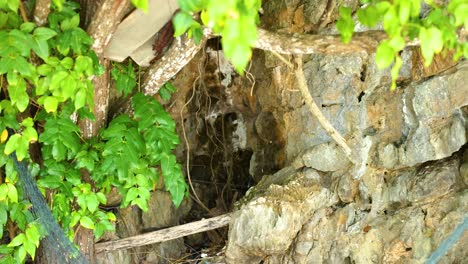 overgrown rock wall with hanging net