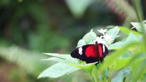 colourful butterflies at the kuranda butterfly sanctuary