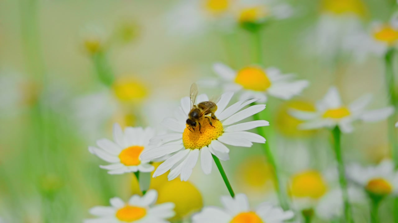 Close-up of a Bee Collecting Pollen from a White Daisy Flower