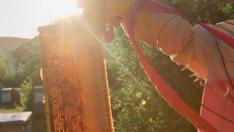 beekeeper inspecting honeycomb