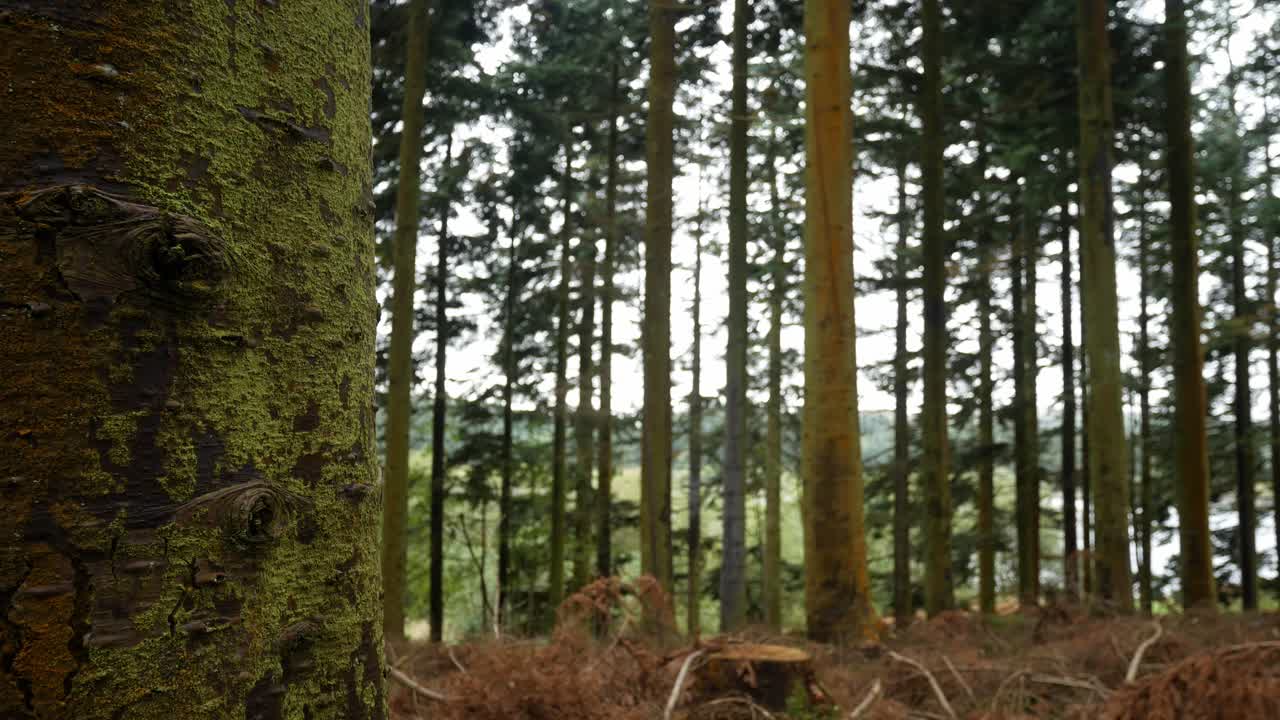 Fitta foresta, silvicoltura, aree selvagge, taglio del legname, deforestazione, carrello a destra