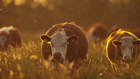 cows in a field at sunset