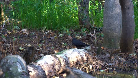 fotografía de vida silvestre capturando un cuervo australiano salvaje, corvus coronoides visto caminando por un bosque muerto en un entorno de manglar desierto