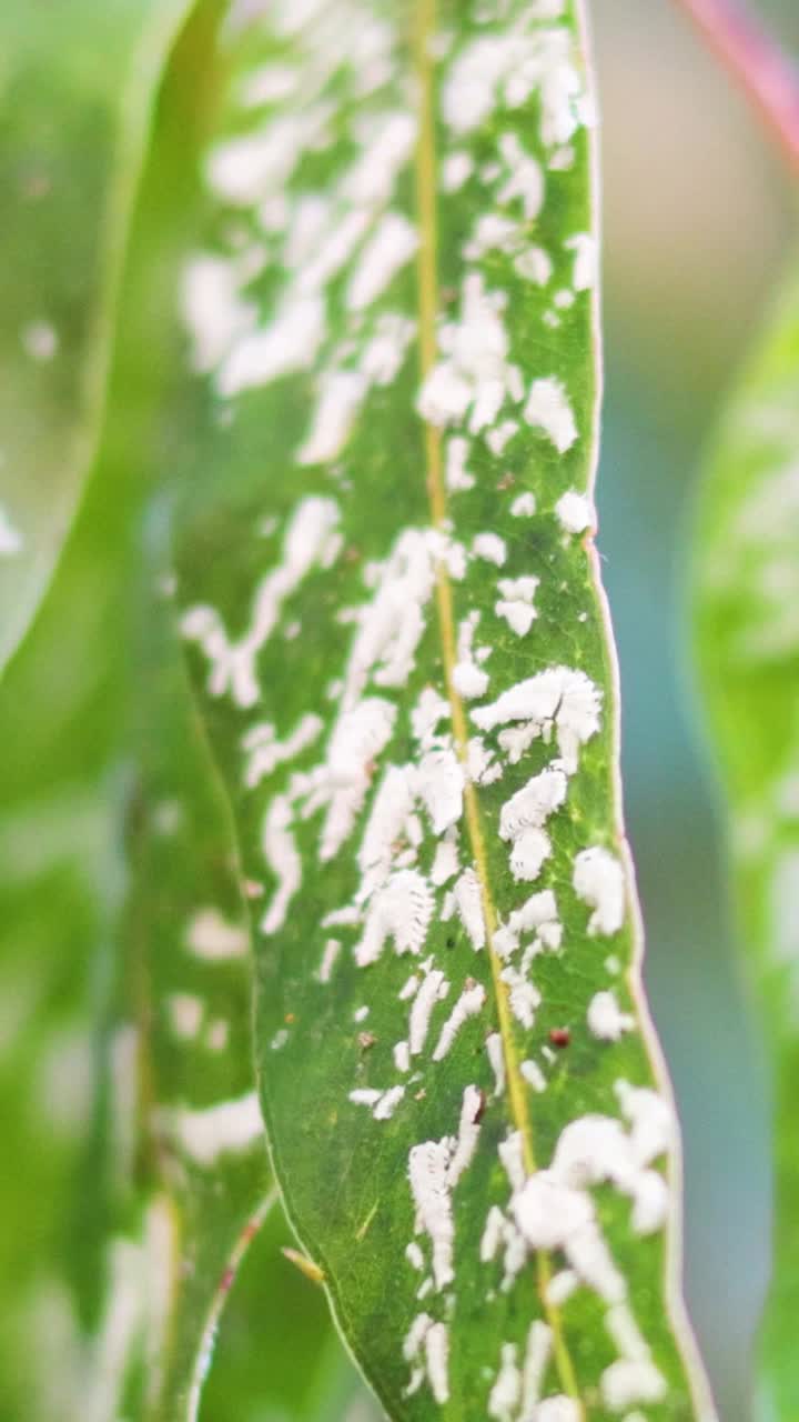 멜버른 에 있는 유칼립투스 잎 에 있는 애피드 의 근접 사진