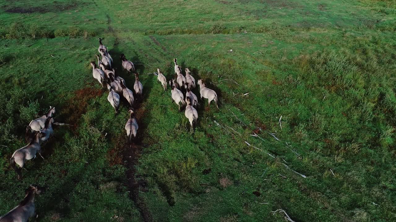 Wild horses move freely through green fields near the Baltic Sea in Latvia, 4K