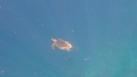 isolated hawksbill sea turtle swimming in blue sea