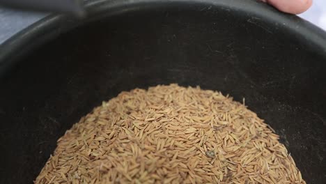 close up footage of rice paddy crops ready for milling process