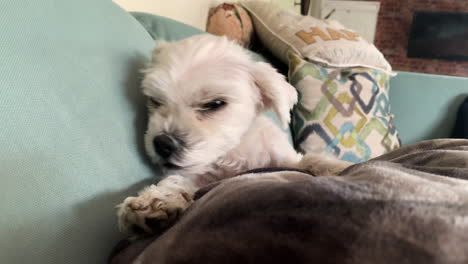 maltese white hair puppy dog lying down on cute cosy couch