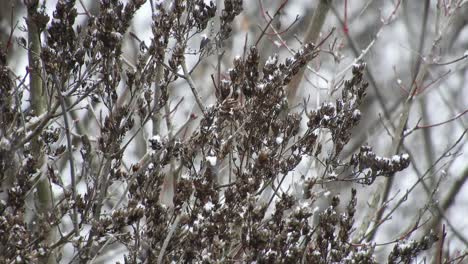 nevando sobre ramas de árboles, clima frío cerca de las vacaciones
