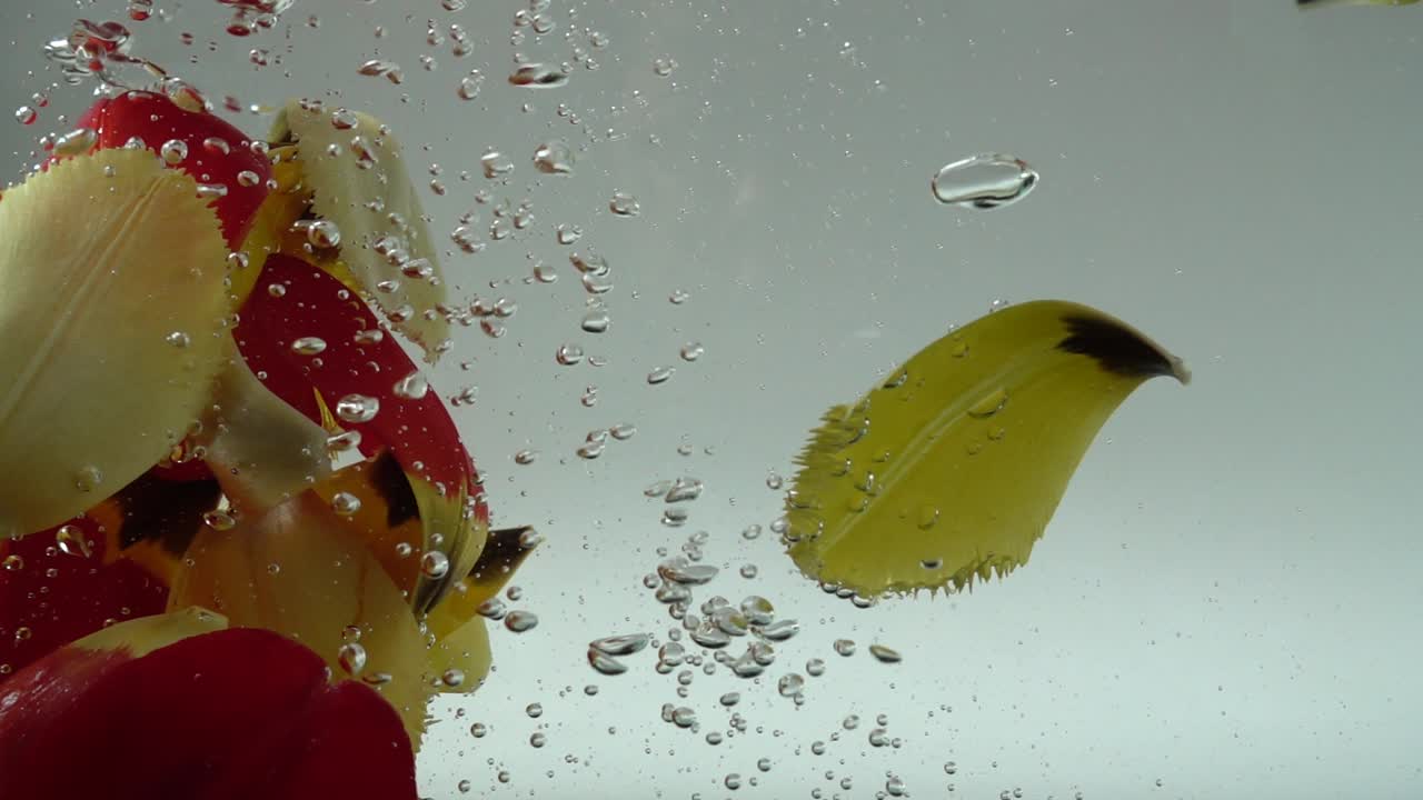 Petali di tulipani cadono nell'acqua. Sfondo. Movimento rallentato.