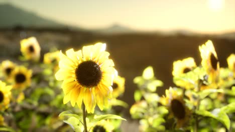 Sunflower-field-on-a-warm-summer-evening