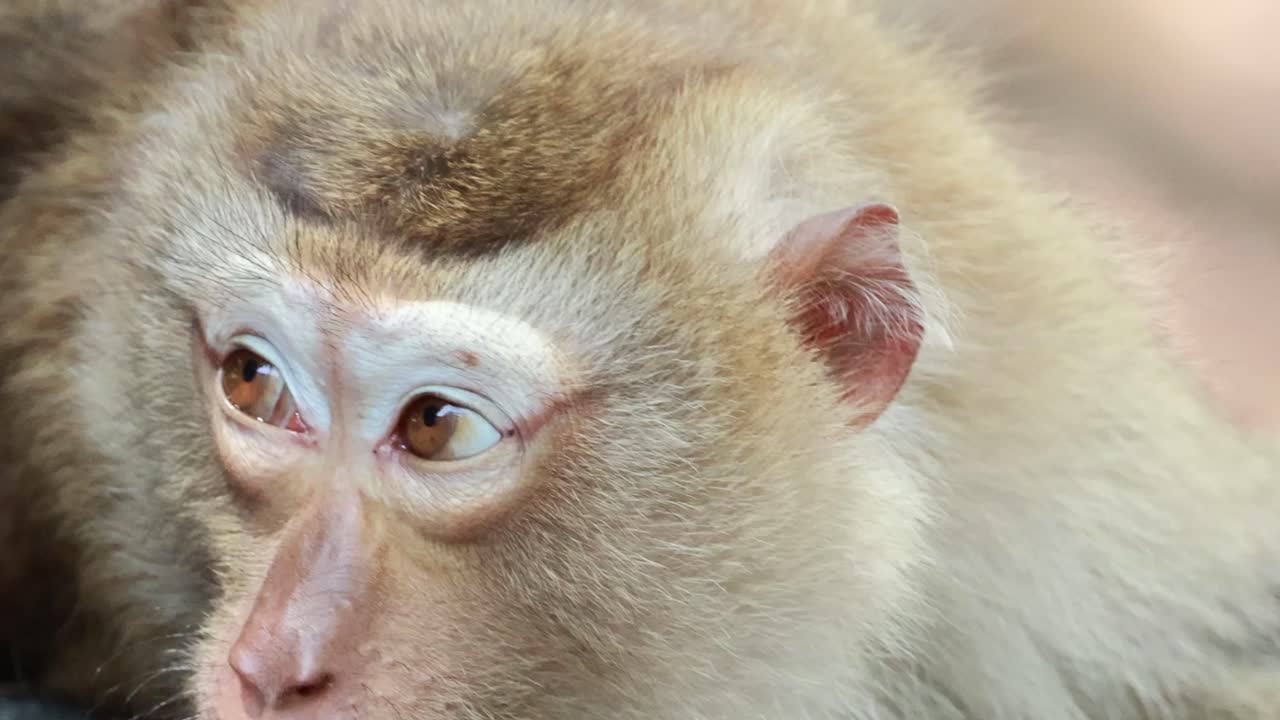 A southern pig-tailed macaque lies on the ground, attentively observing its surroundings in a Phuket forest