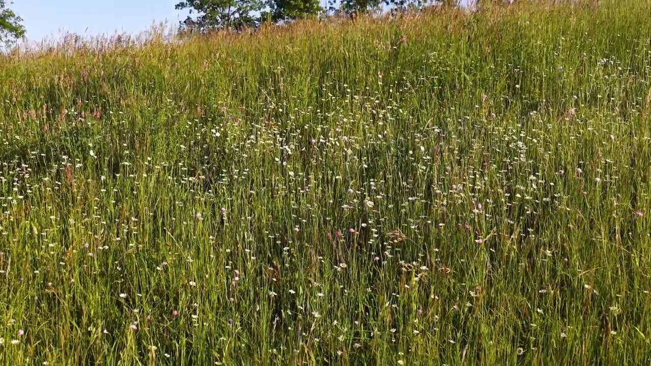 Statische Weitwinkelaufnahme einer grünen Wiese mit kleinen weißen Wildblumen im Sonnenlicht