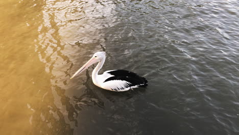 large australian pelican close up swimming