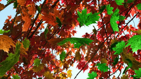 animación de hojas de otoño flotando y girando contra vista de ángulo bajo de árboles y cielo