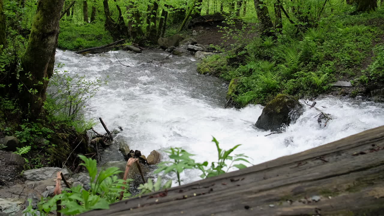 catarata del arroyo del bosque