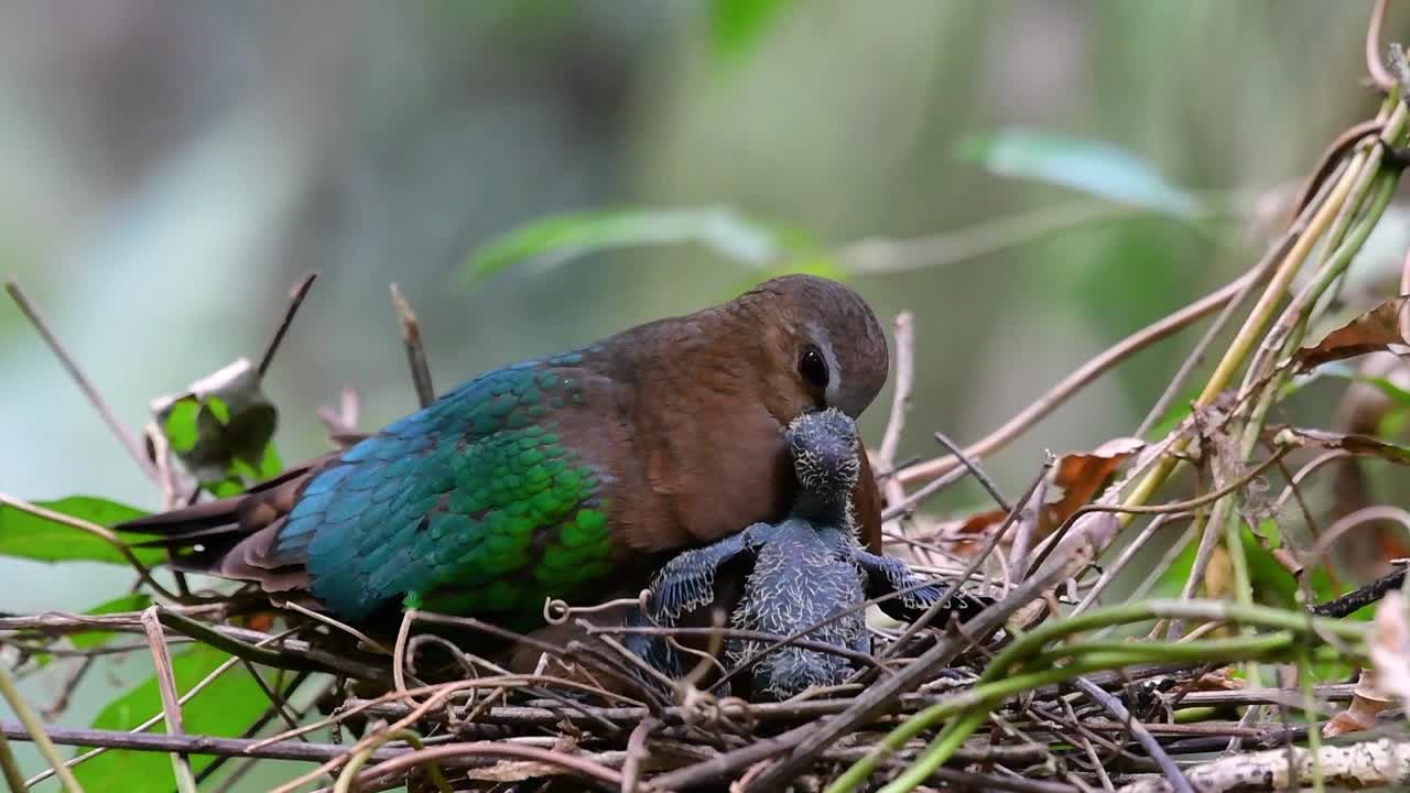 The Common Emerald Dove is common to Asian countries and it's famous for its beautiful emerald coloured feathers