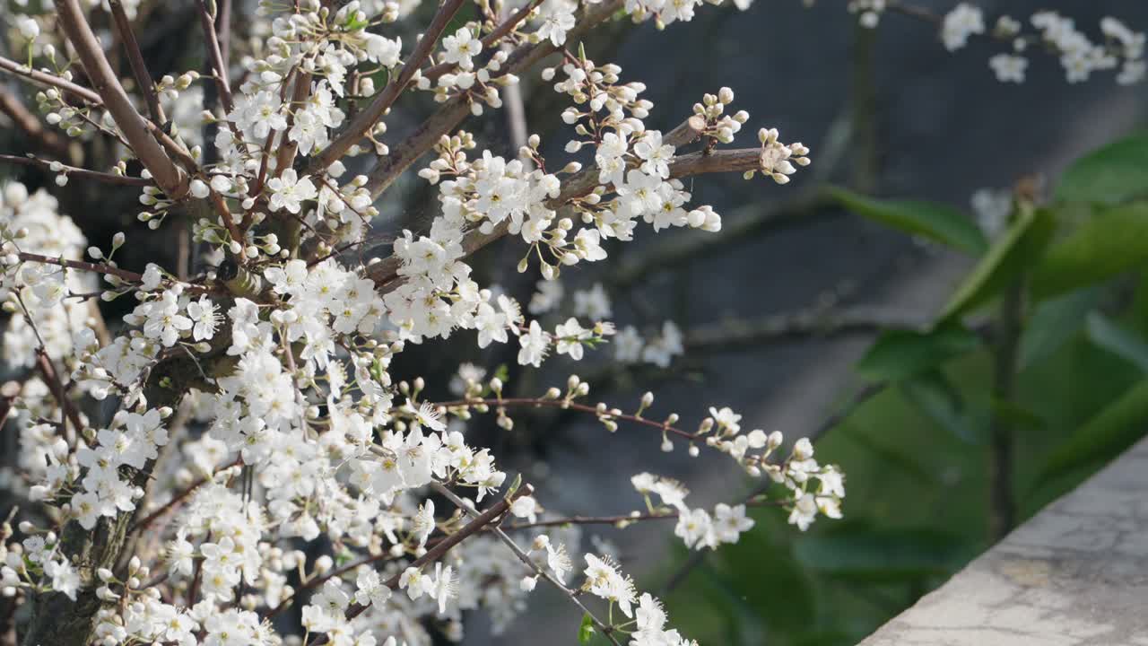 White spring blossoms bloom on tree branches in bright garden sunlight