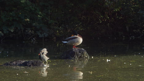 Teichhuhn-Im-See-Schwimmt-Neben-Stockente,-Um-Auf-Einem-Anderen-Felsen-Zu-Stehen-Und-Wasser-Von-Federn-Zu-Schütteln