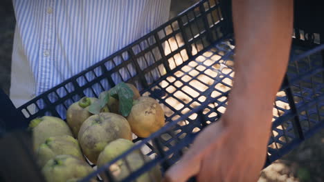 man picking quinces from a tree slow motion medium shot