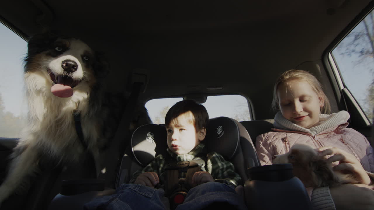 애완동물과 함께 즐거운 여행. 소녀, 소년, 그리고 목자 개가 자동차의 뒷좌석에 타고 있습니다