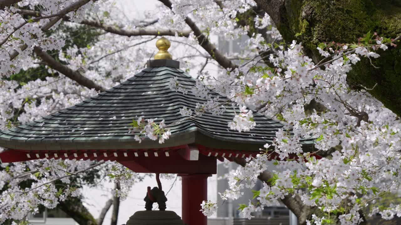 Stunning slow motion cinematic slider over rooftop with Japanese architecture during Sakura