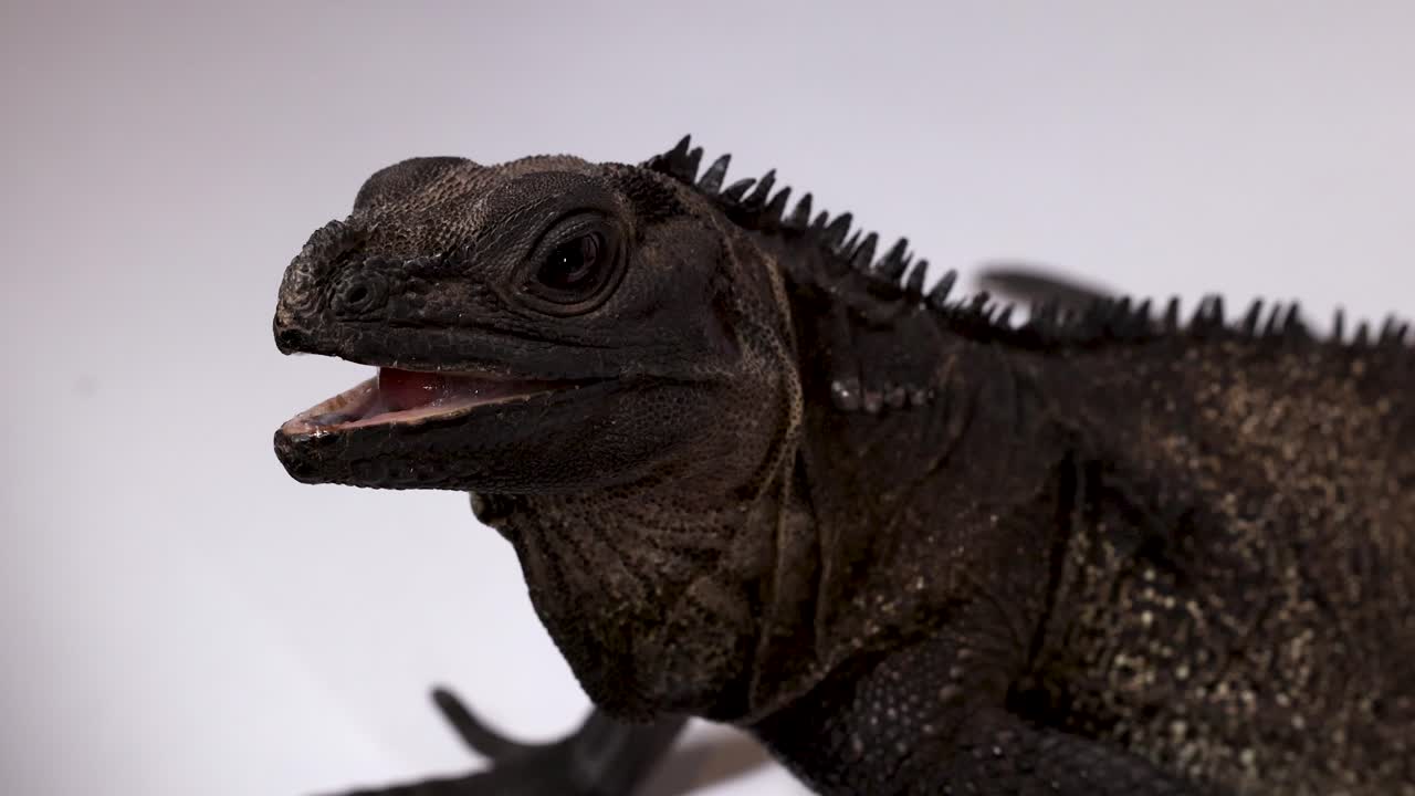 Un lagarto vela negro abre la boca en un primer plano de perfil sobre un fondo blanco.
