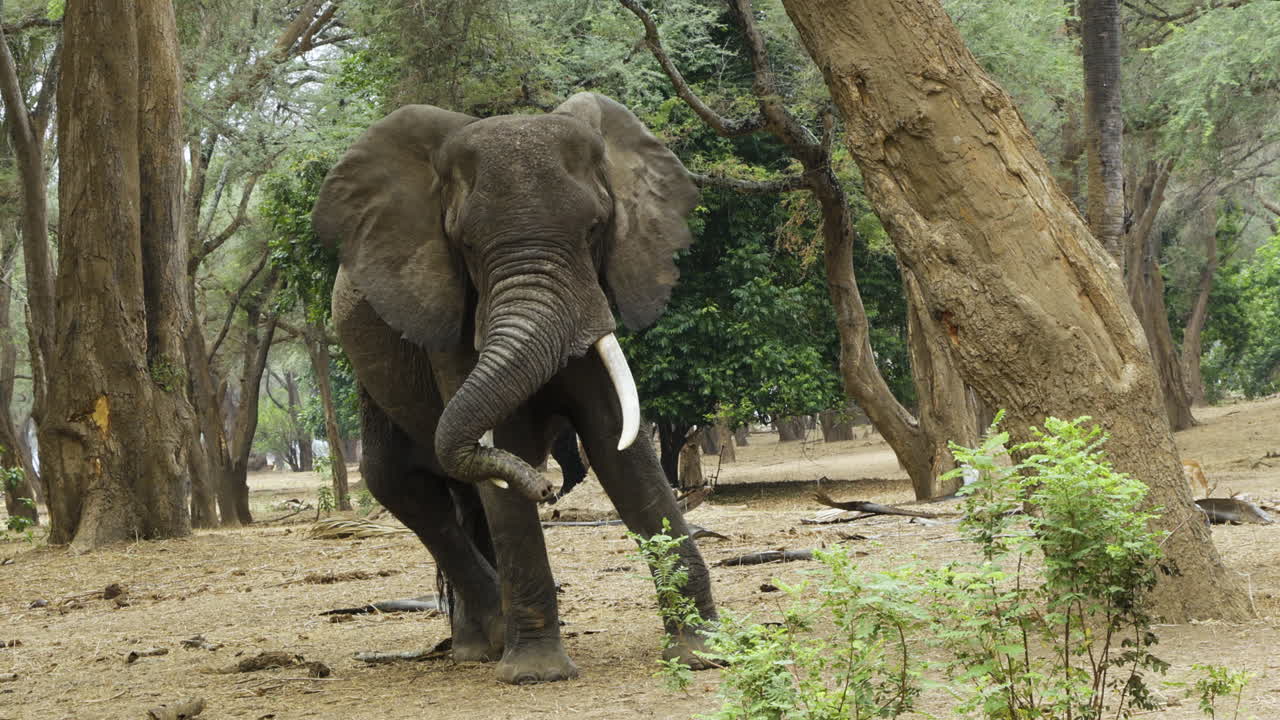 poderoso toro elefante en un bosque de acacias de invierno en el sur de áfrica