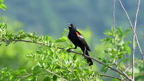 A-red-winged-black-bird-perched-on-a-leafy-branch-on-a-bush-on-a-summer-day