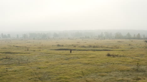 young documentarist taking pictures in a misty moorland,autumn,czechia