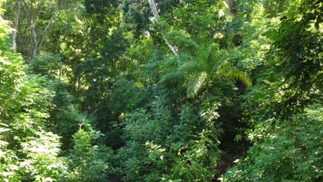 Through-a-dense-green-jungle,-natural-beauty-Minca-in-Colombia,-aerial