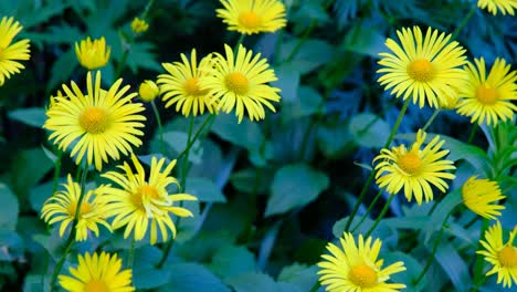 close-up movement of yellow daisy flowers in the wind on a green meadow, blooming doronicum orientale in the colorful summer garden outdoors