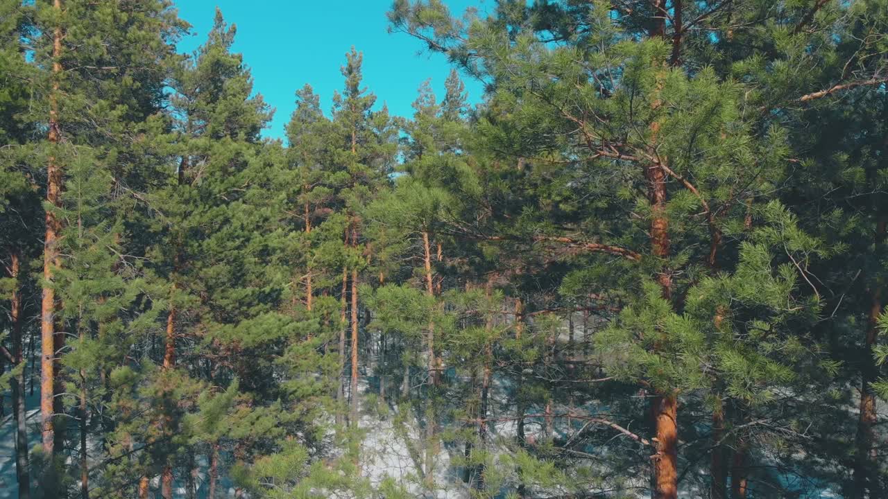 녹색 밀집 된 소나무 숲과 눈 은 회색 도로 위쪽 을 숨긴다