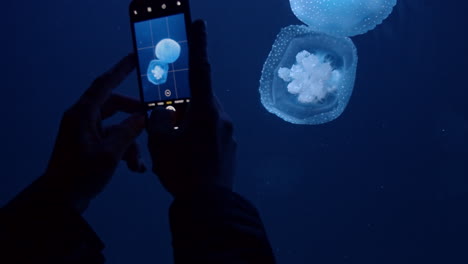 tomando fotos de medusas tropicales flotando lentamente en el agua azul oscuro del acuario