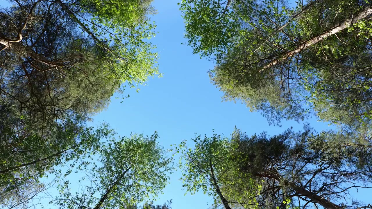 Low angle view towards trees and blue sky.