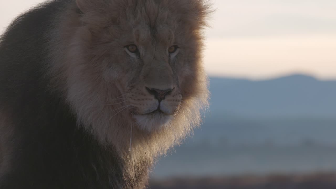 un león babeante en un primer plano al amanecer