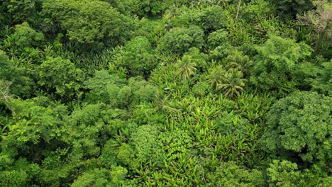 Overhead-aerial-dolly-of-dense-Philippine-rainforest-on-the-tropical-island-of-Catanduanes