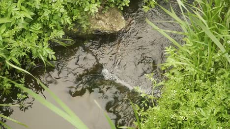 Small-river-called-Ribeira-da-Carreira-closeup-near-the-beach-of-Funtão,-Angeiras,-Lavra,-MATOSINHOS,-PORTO,-PORTUGAL