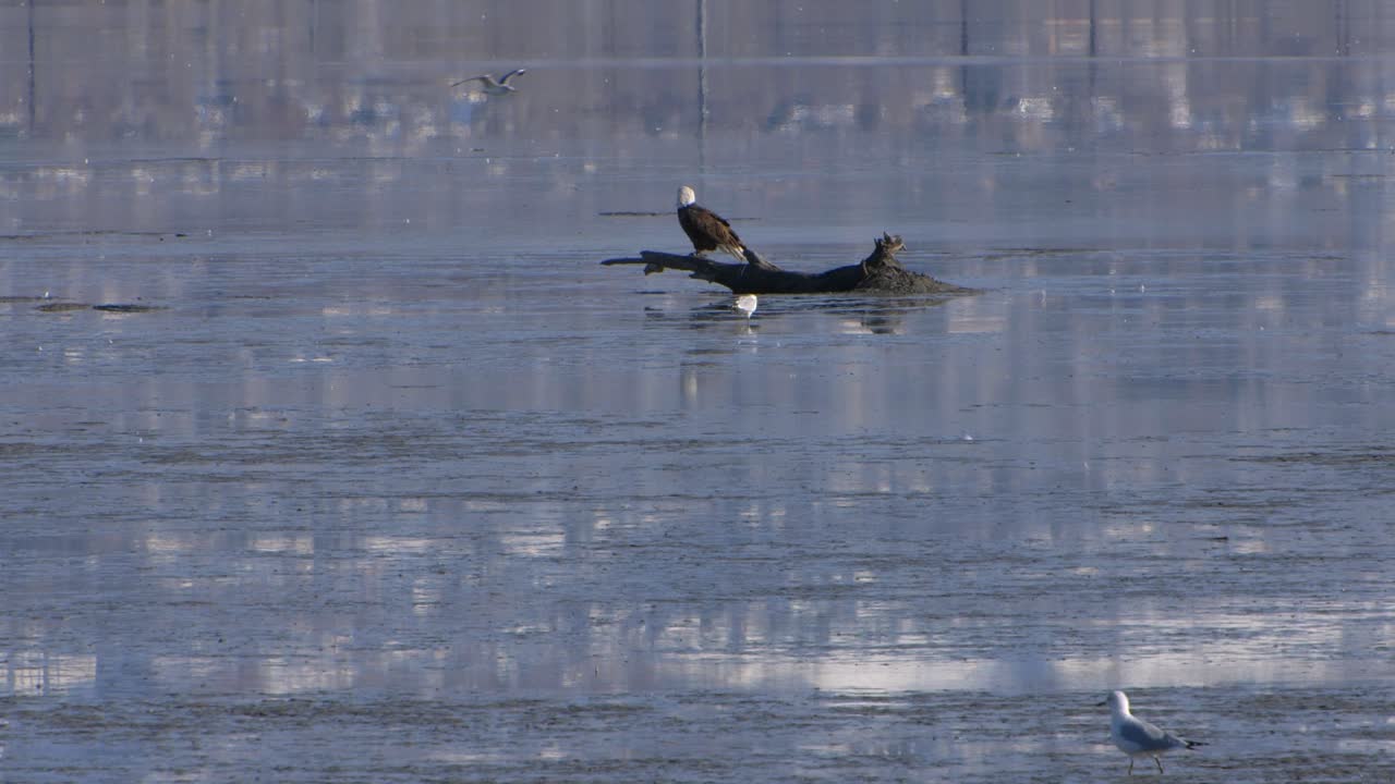 un águila se sienta en una rama descansando durante su migración para el invierno mientras las gaviotas vuelan a su alrededor