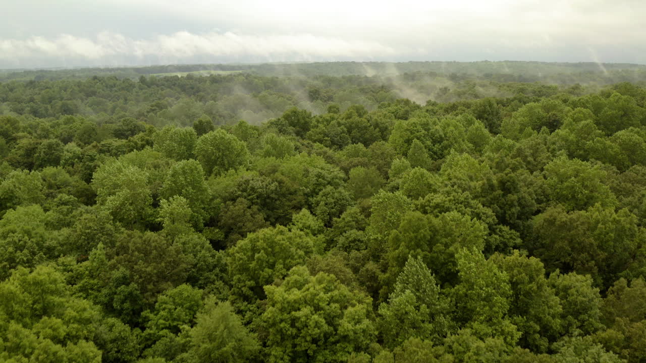 Aerial footage of lush green forest shrouded in ethereal mist under cloudy skies. Serene, mysterious landscape evoking tranquility and natural beauty