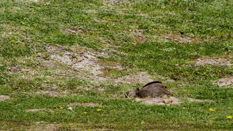 Telephoto-view-of-Cape-Spurfowl-taking-a-dust-path-in-shallow-pit,-thirds