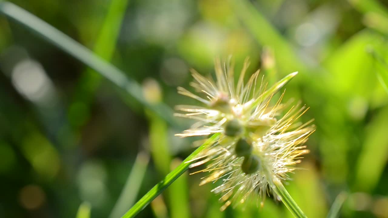 Erba