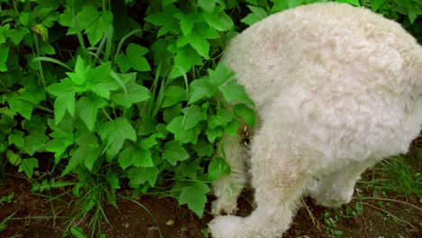 Weißer-Hund-Schnüffelt.-Weißer-Pudel-Im-Garten.-Intelligente-Hundesuche-Im-Gartenbusch