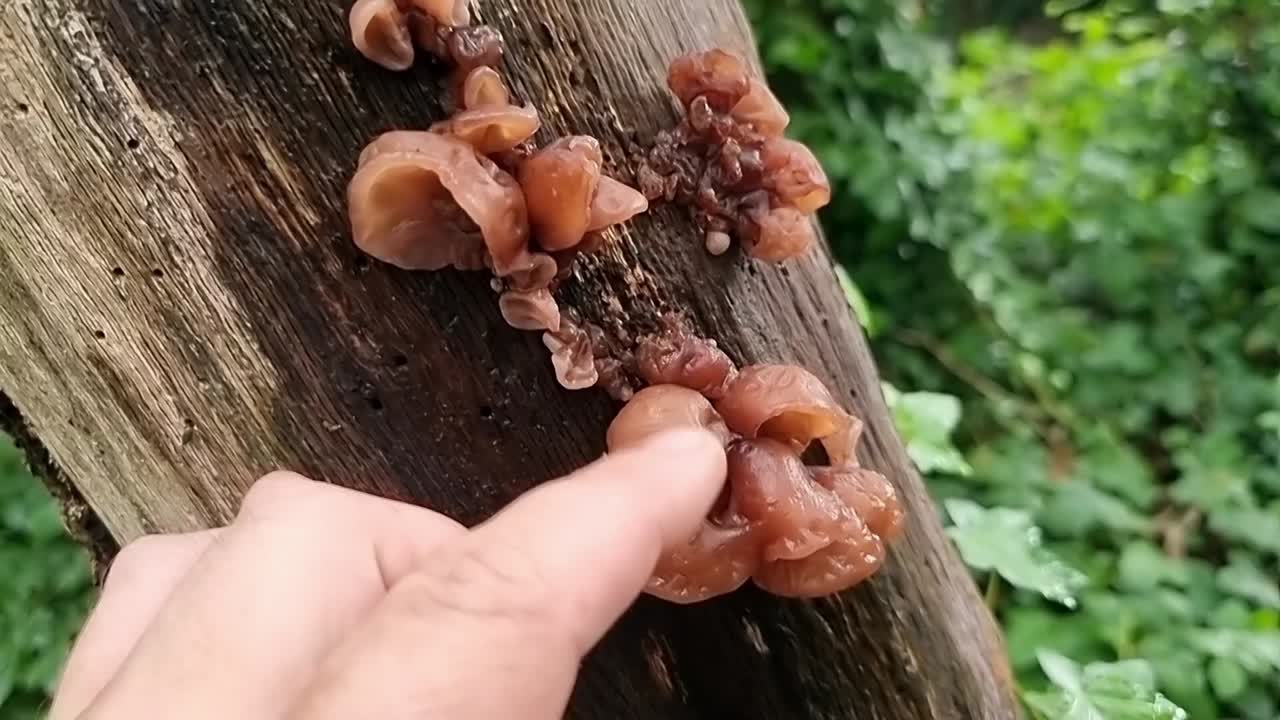 Hand Touching Jelly Fungi on a Tree Trunk