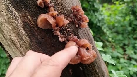 hand touching jelly fungi on a tree trunk