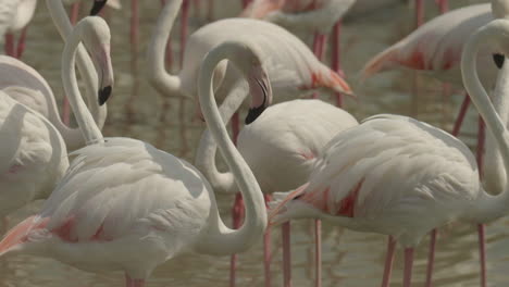 bandada de flamencos rosados