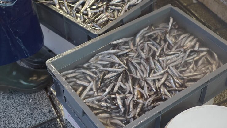 Anchovies in market containers