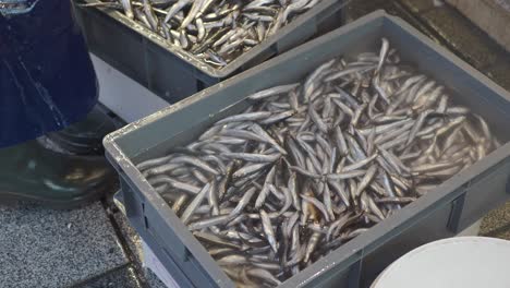 anchovies in market containers