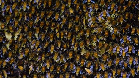 Se-Sabe-Que-Las-Abejas-Melíferas-Gigantes-Construyen-Grandes-Colonias-De-Nidos-Con-Bolsillos-Simétricos-Hechos-De-Cera-Para-Almacenar-Miel-Como-Fuente-De-Alimento.